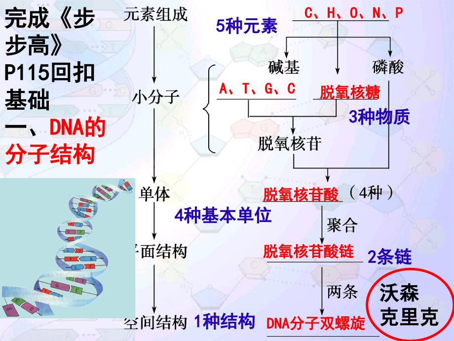 DNA分子的结构与复制汇报_第4页