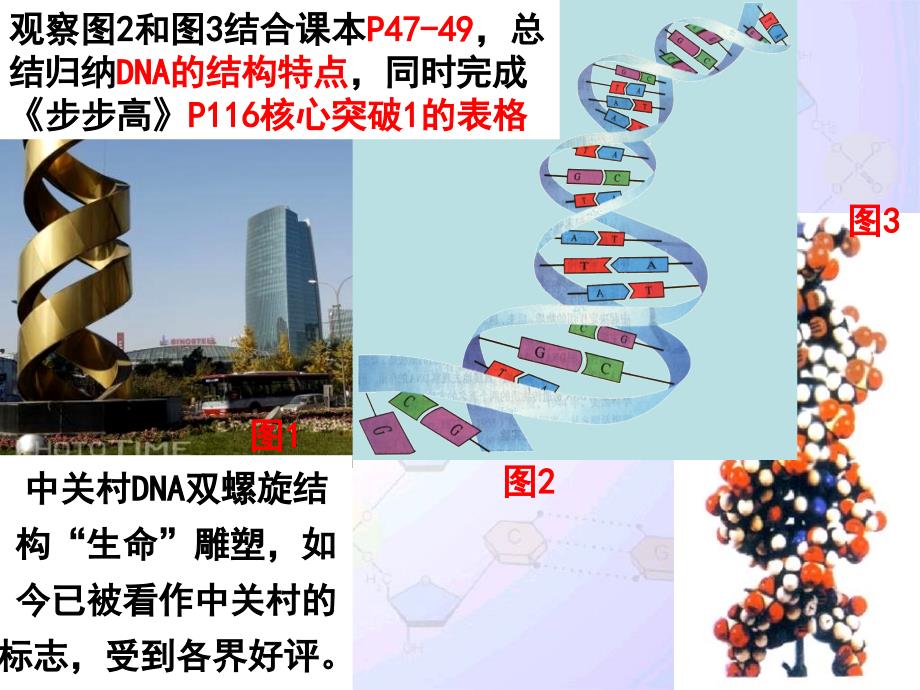 DNA分子的结构与复制汇报_第5页