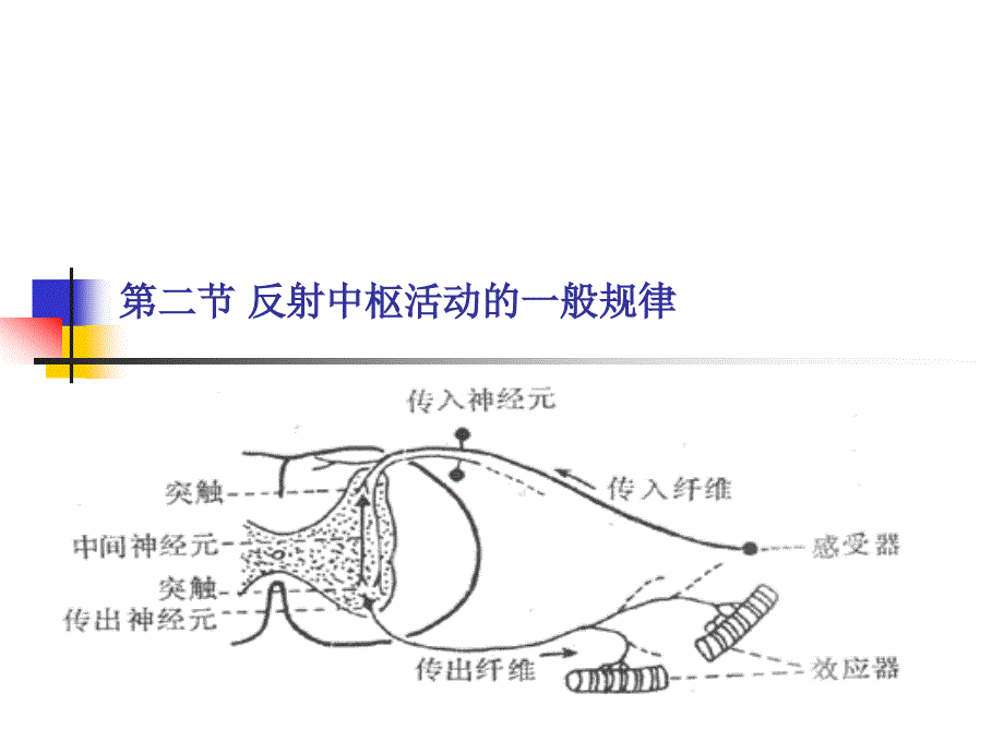 反射中枢活动的一般规律_第1页