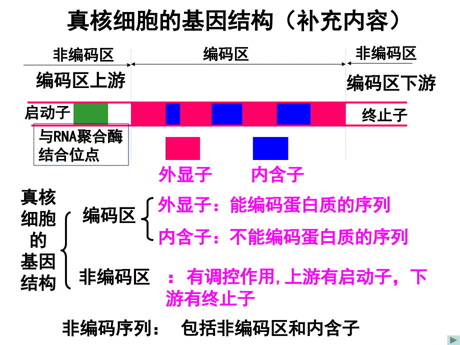 原核细胞的基因结构补充内容_第3页