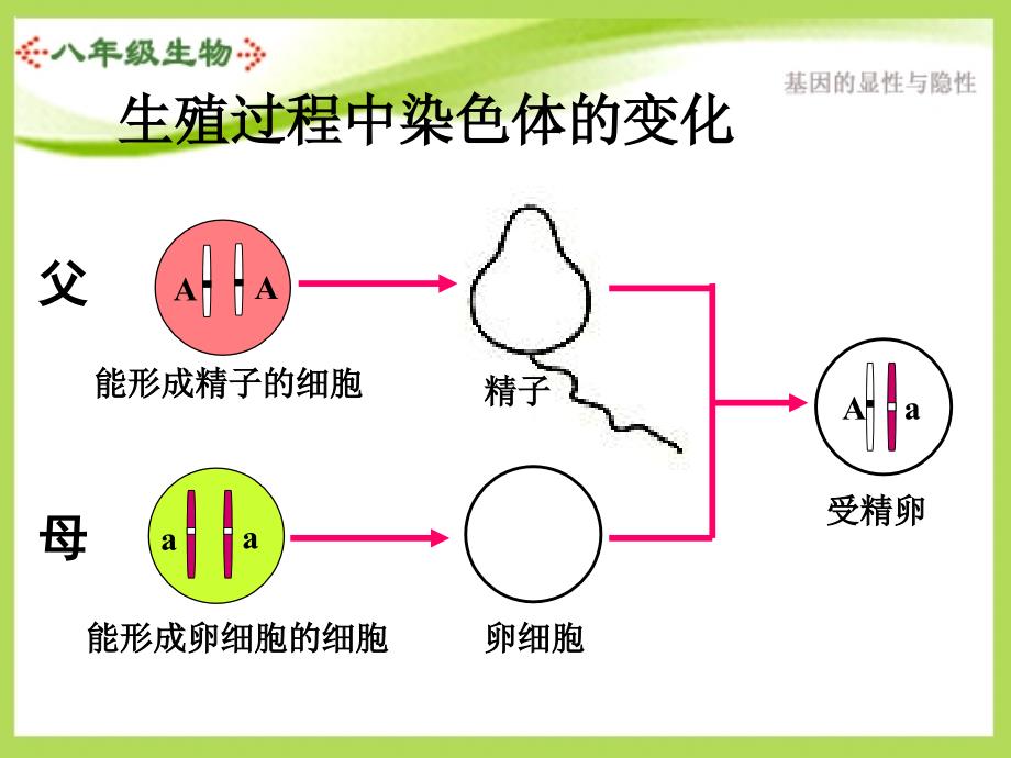 基因的显性和隐性ppt课件_第2页