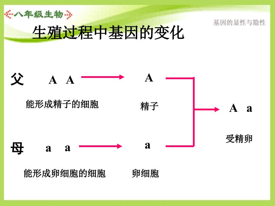 基因的显性和隐性ppt课件_第3页