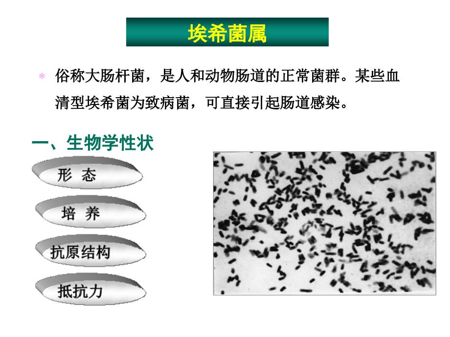 消化道感染细菌PPT课件_第4页