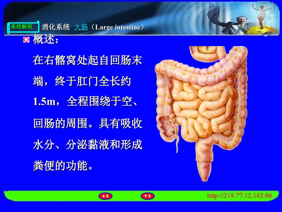 消化系统解剖_第3页