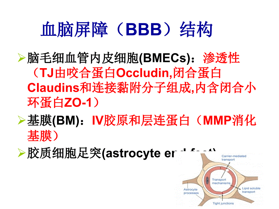 药物与脑屏障基础知识PPT_第3页