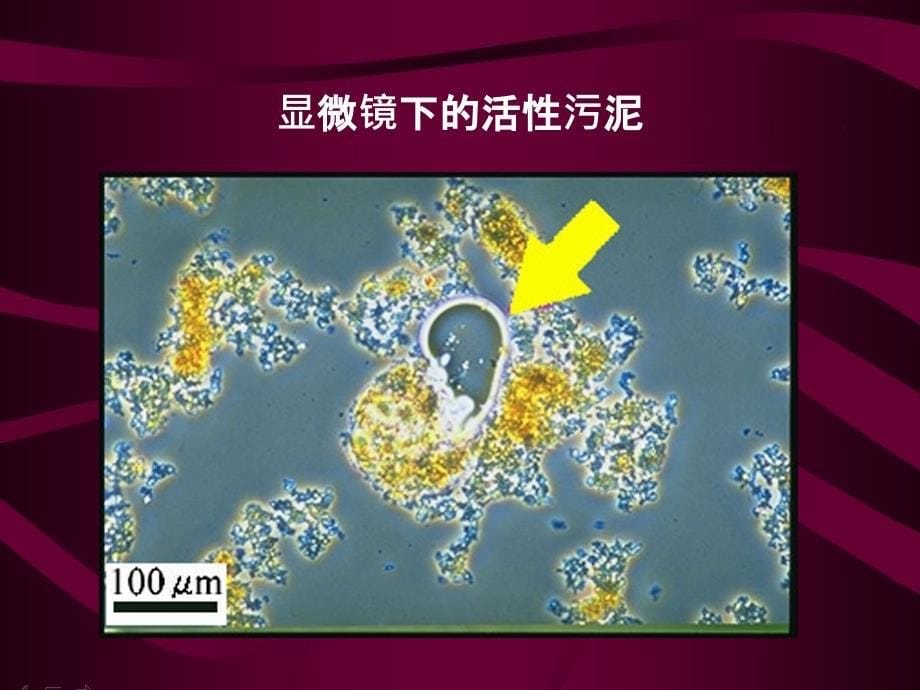 第九章水环境污染控制与治理的生态工程及微生物原理0708课件_第5页