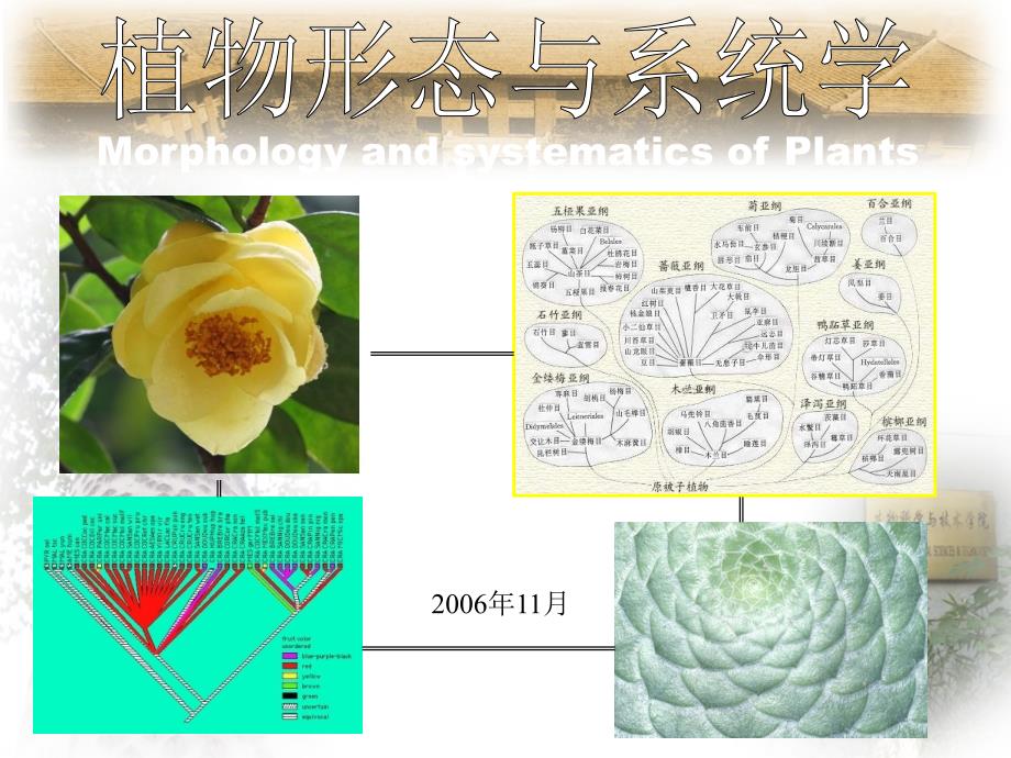 植物形态与系统学(1 绪论-叶的形态）_第1页