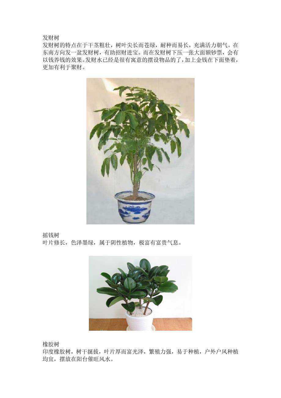 家居风水植物1_第4页