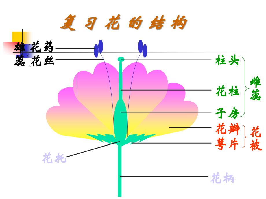 第二节传粉与受精_第1页