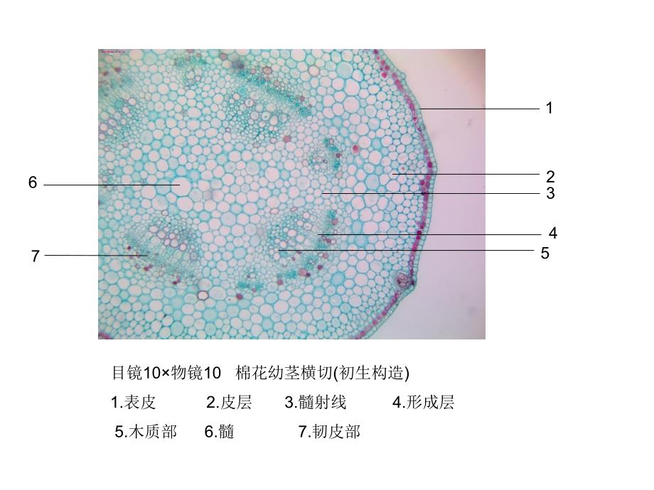 潘晓军《药用植物学》茎_第1页