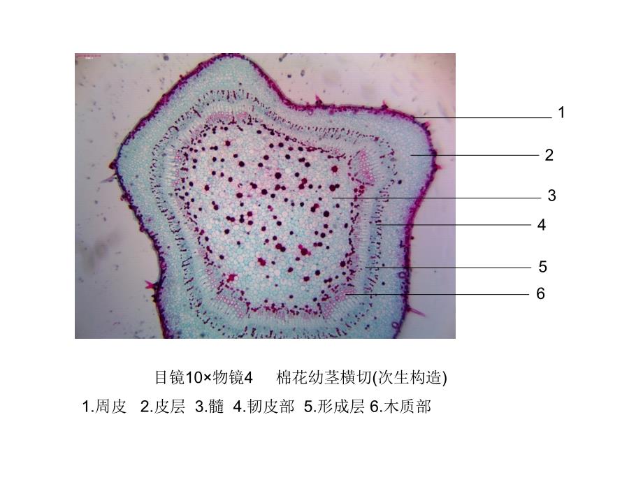 潘晓军《药用植物学》茎_第2页