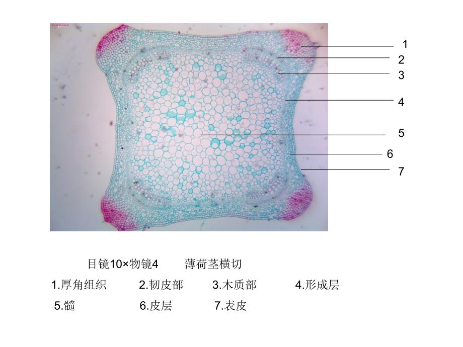 潘晓军《药用植物学》茎_第3页