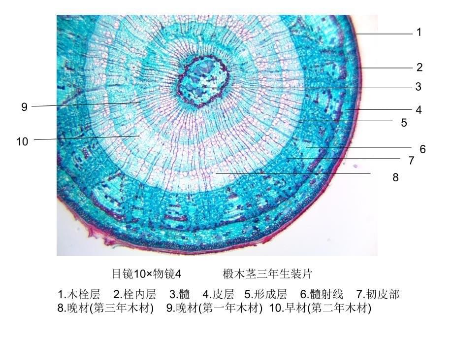 潘晓军《药用植物学》茎_第5页