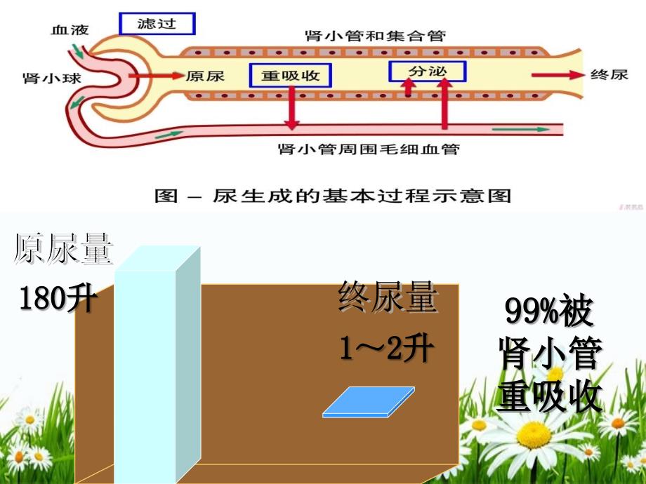 药理学第2版第24章利尿药和脱水药_第4页