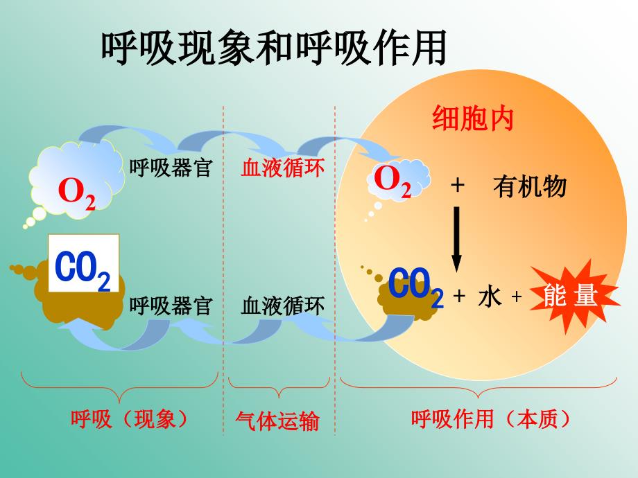 高中生物 5.3 ATP的主要来源——细胞呼吸课件 新人教版必修1.ppt_第4页