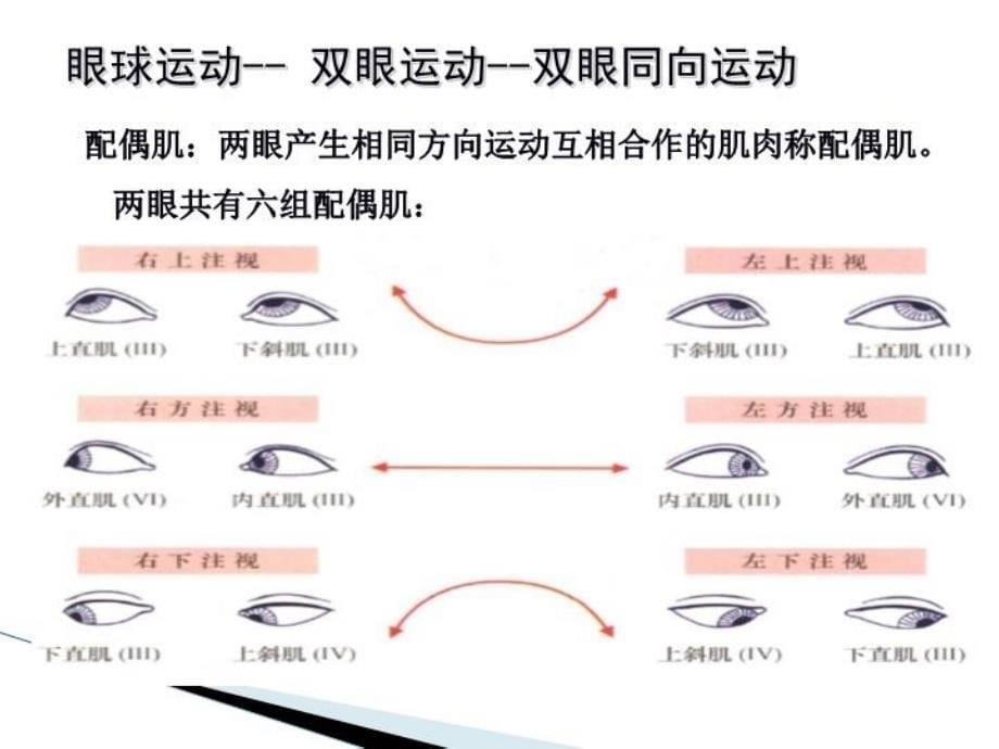 动眼滑车外展神经解剖电子教案_第5页