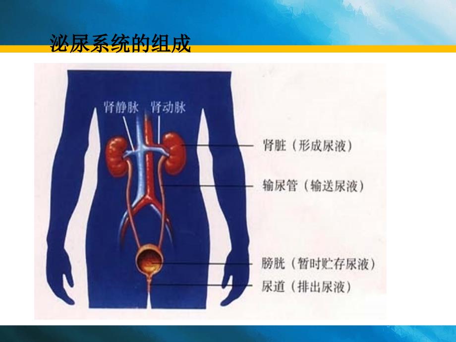 《尿的形成和排出》PPT课件.ppt_第4页