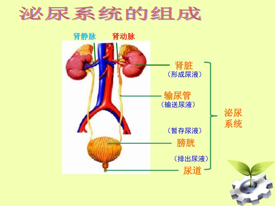 《尿的形成和排出》PPT课件.ppt_第5页