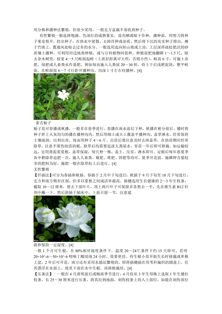 栀子花的栽培.doc_第3页