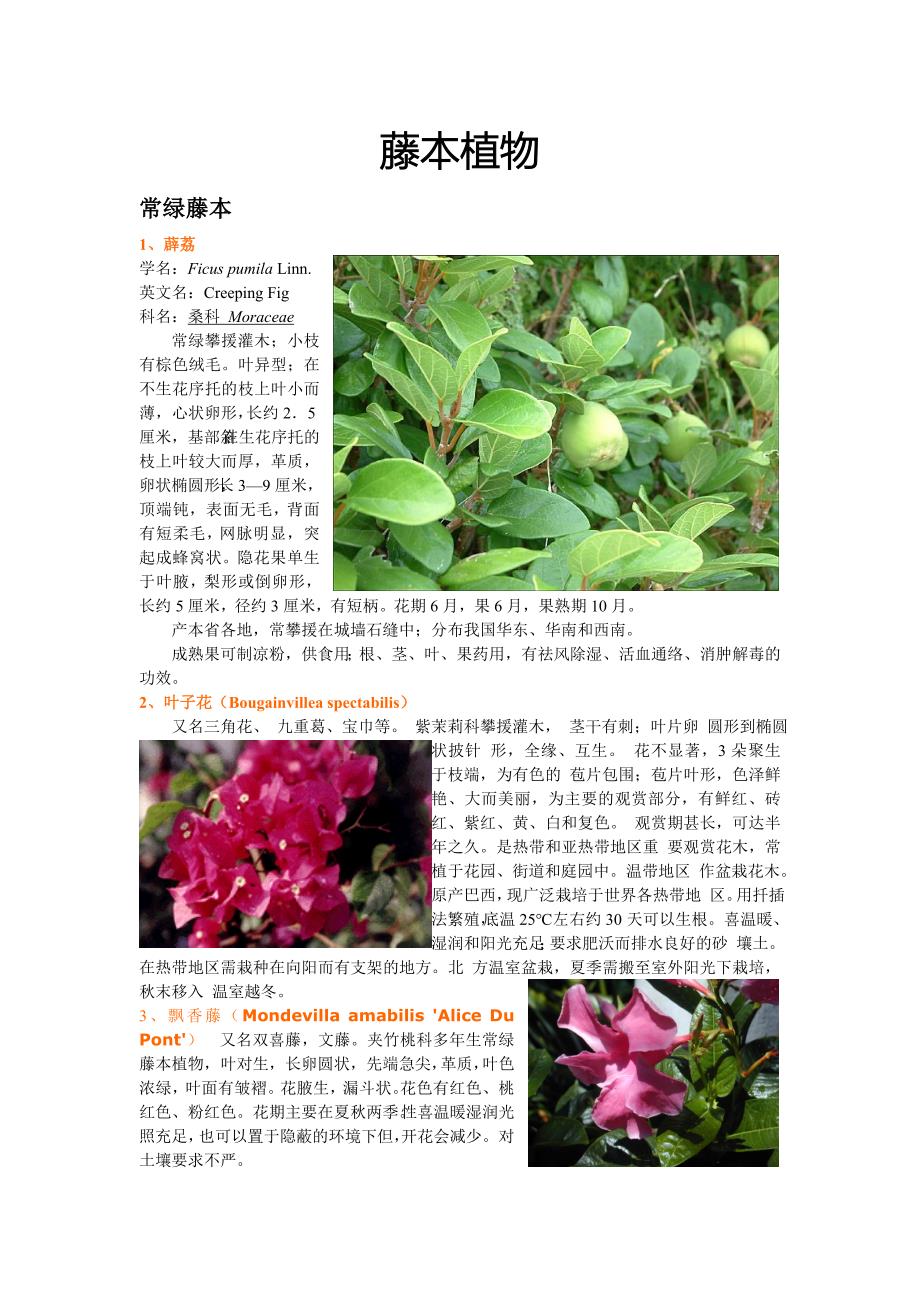 一些藤本植物简介.doc_第1页