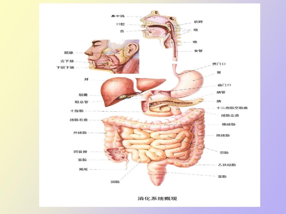 消化系统疾病的药物治疗_第2页