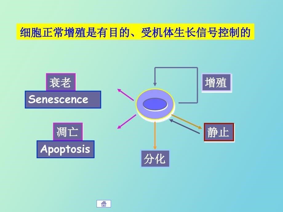 肿瘤及其他细胞增生性_第5页