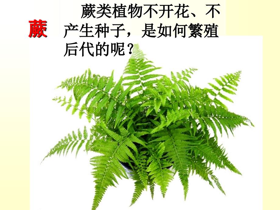 25常见的植物第二课时课件(浙教版七年级上)_第4页