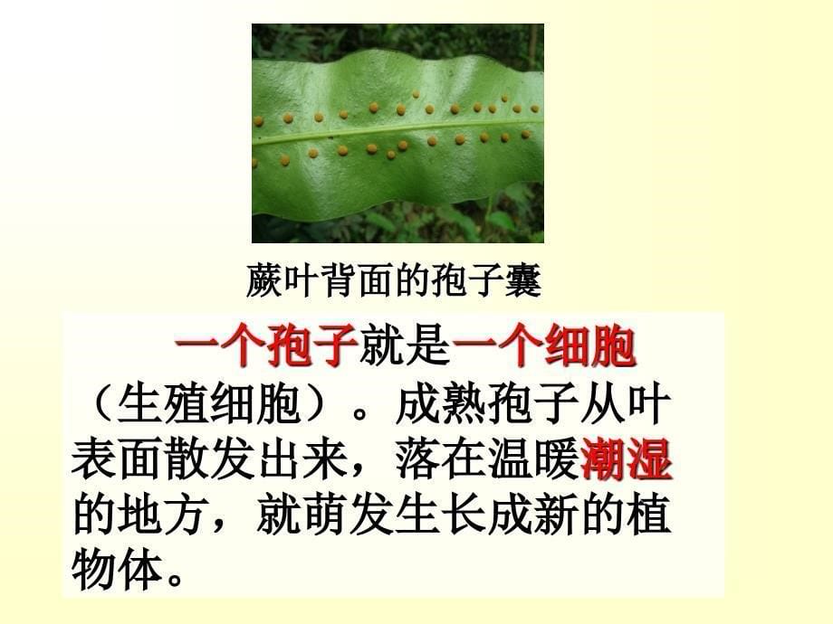 25常见的植物第二课时课件(浙教版七年级上)_第5页