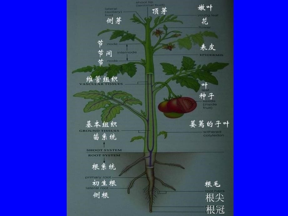 植物结构与功能_第5页