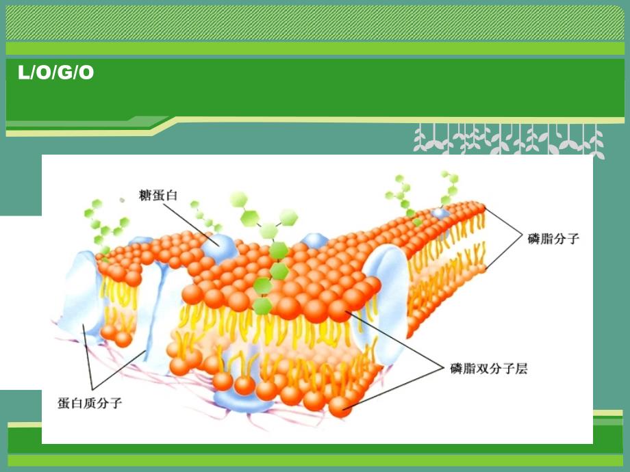 标题高中生物必修1第四章第2节生物膜的流动镶嵌模型同课异构1ppt课件_第1页