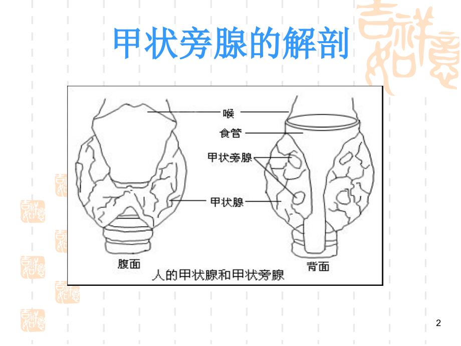 甲状旁腺功能减退课件_第2页