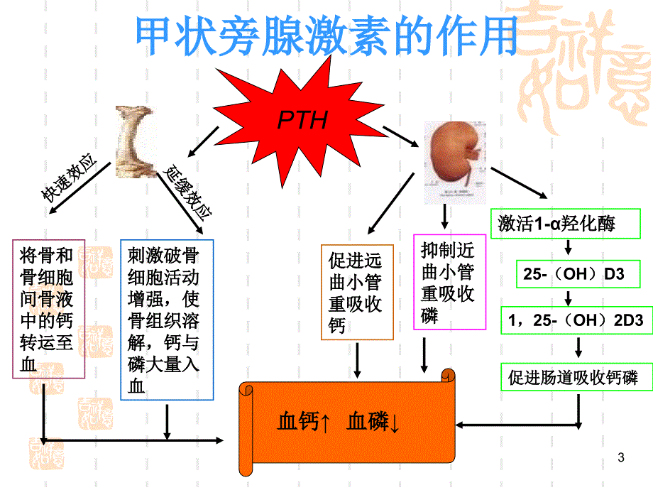 甲状旁腺功能减退课件_第3页