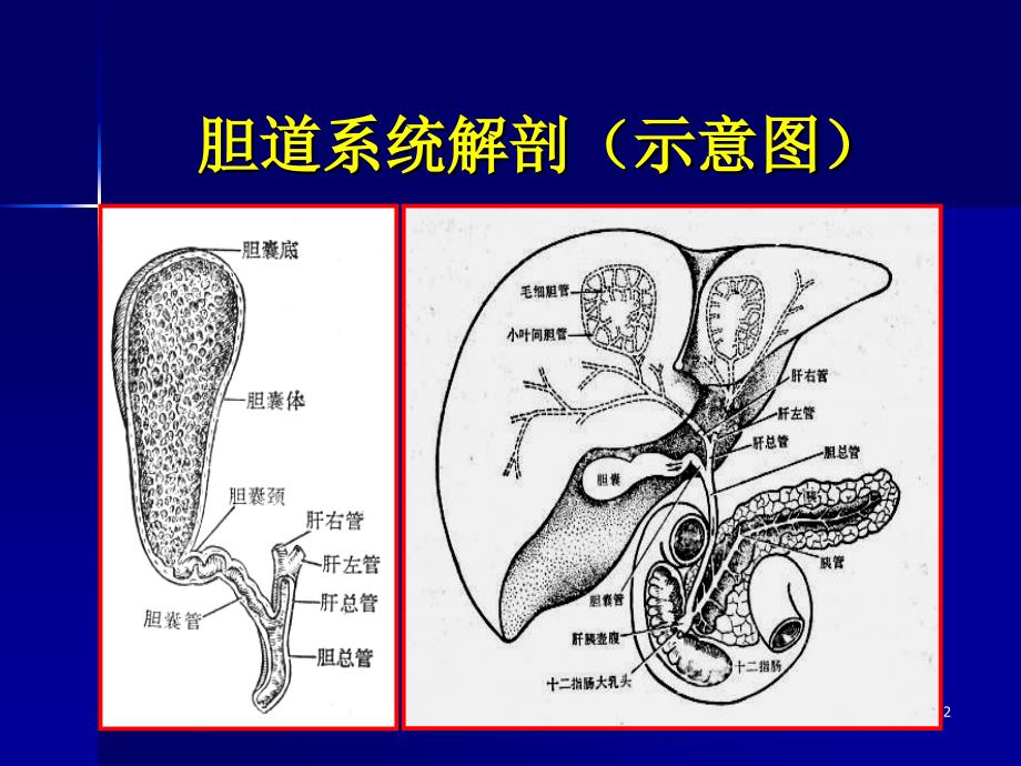 胆系疾病影像诊断ppt课件_第2页