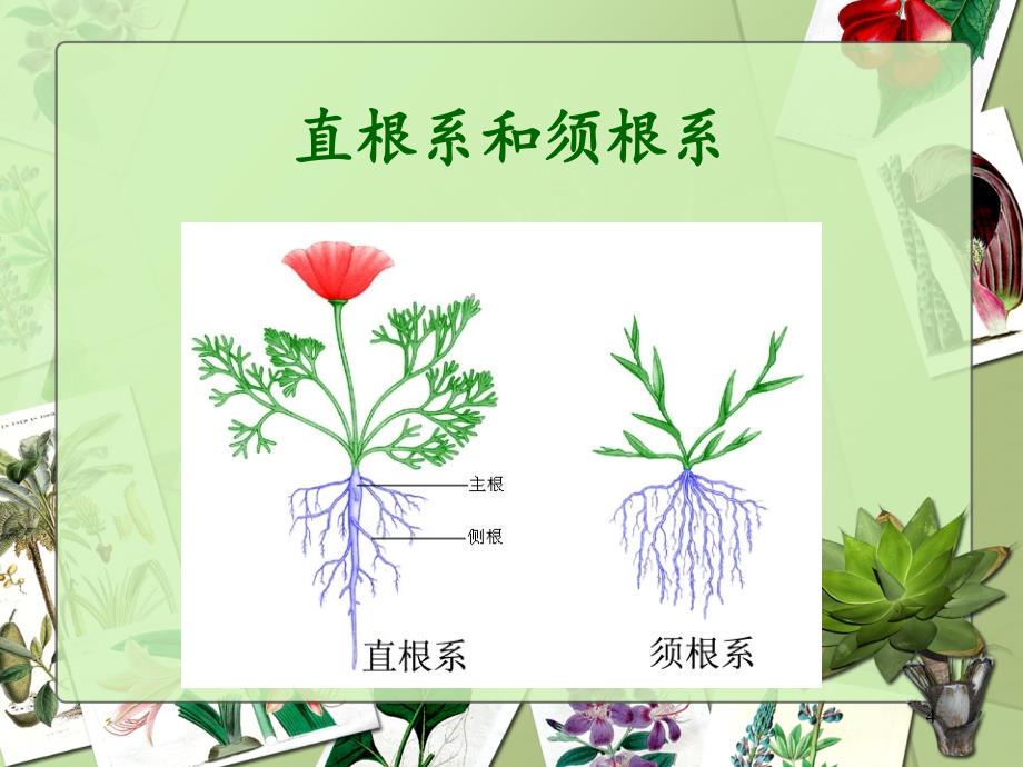 植物的根茎叶PPT_第4页