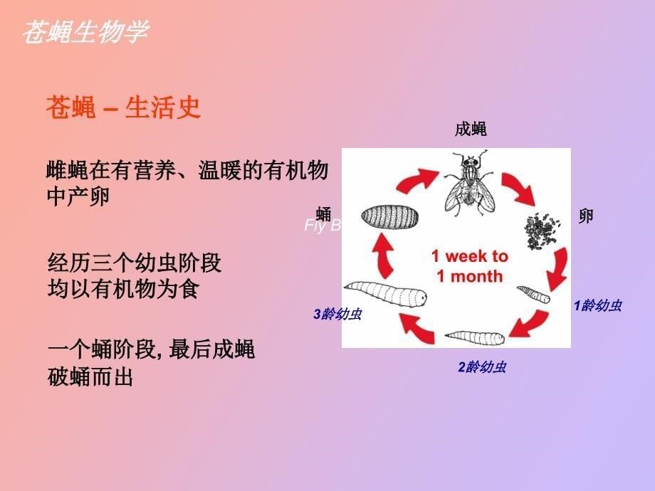 加强蝇必净更新_第5页