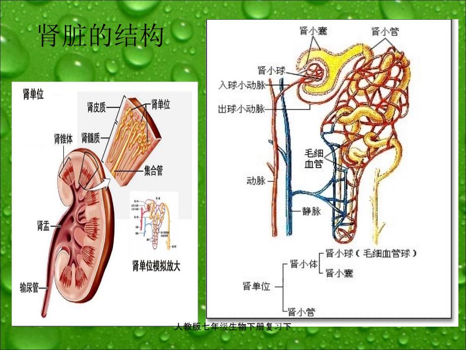 人教版七年级生物下册复习下课件_第4页