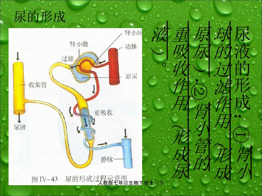 人教版七年级生物下册复习下课件_第5页