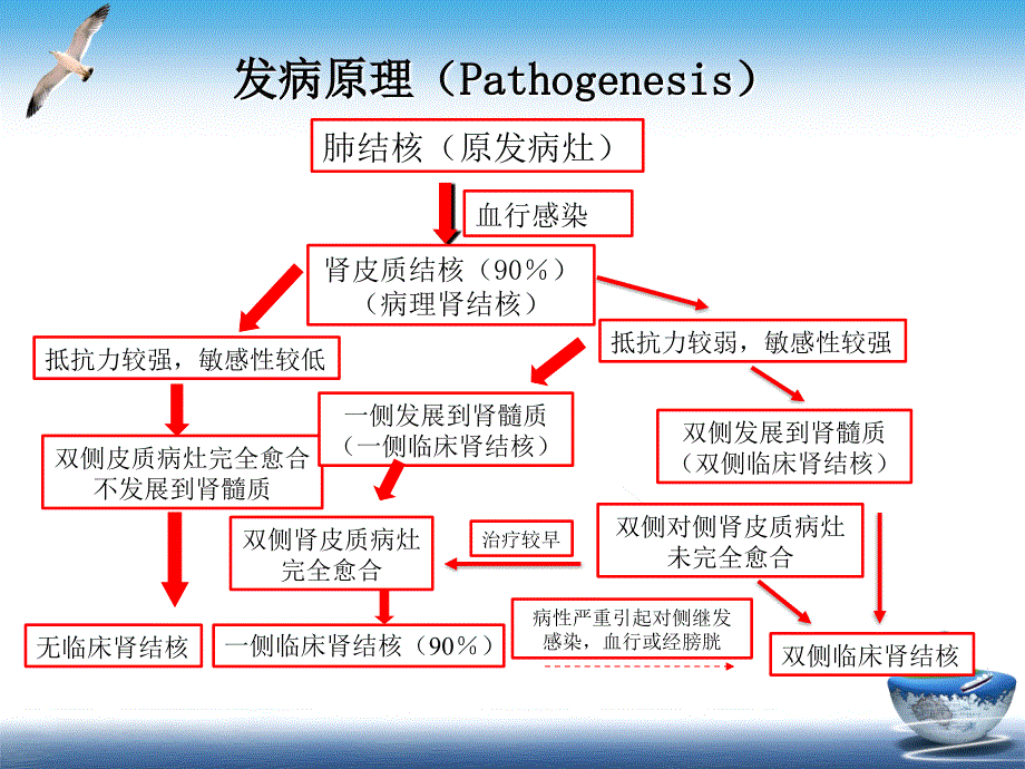 外科学教学课件：泌尿、男生殖系结核1_第4页