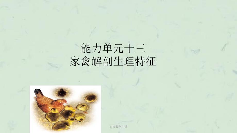 家禽解剖生理课件_第1页