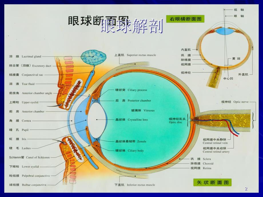 眼底病图谱.ppt_第2页