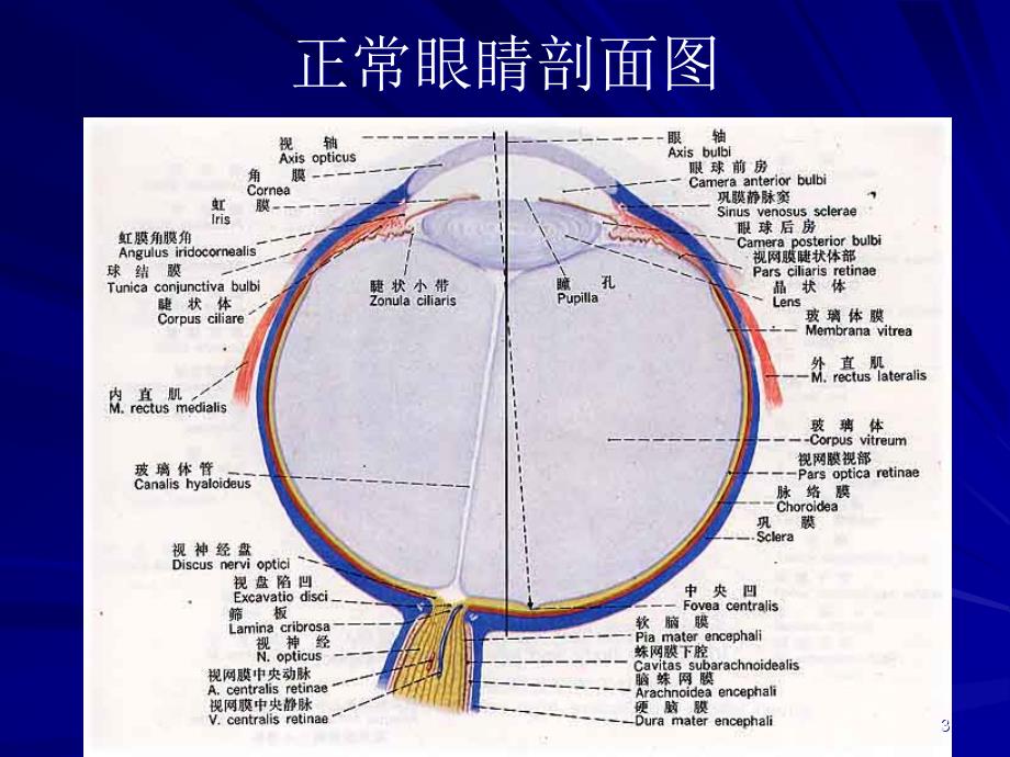 眼底病图谱.ppt_第3页