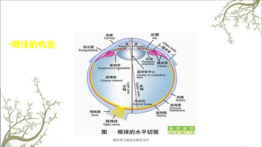 眼科常见病的诊断和治疗_第3页