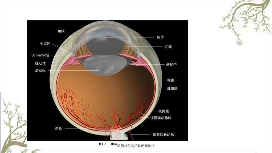 眼科常见病的诊断和治疗_第5页