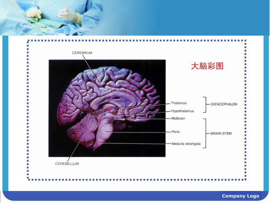 垂体课件内分泌科_第2页