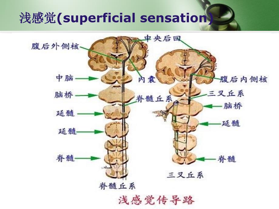 神经系统体格检查感觉运动部分_第4页