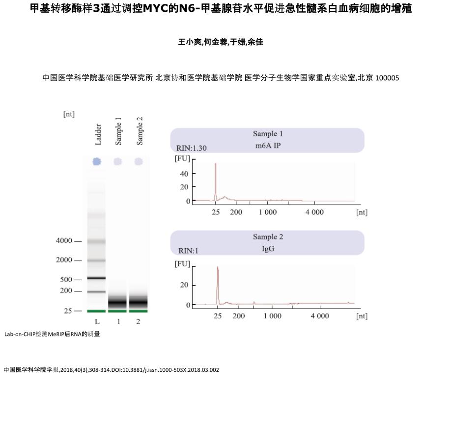 甲基转移酶样3通过调控MYC的N6-甲基腺苷水平促进急性髓_第1页