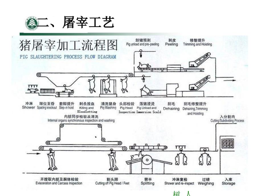 畜禽屠宰及屠宰后肉的变化.ppt_第4页