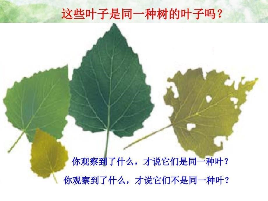 人教版三年级科学上册第一单元植物的叶_第5页