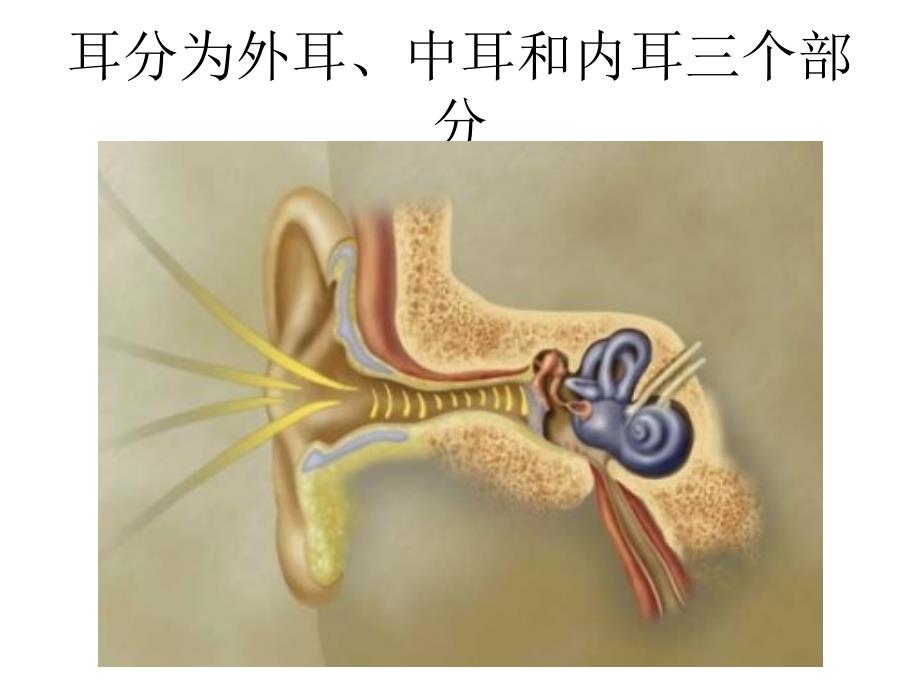 《耳部解剖及生理》PPT课件_第2页