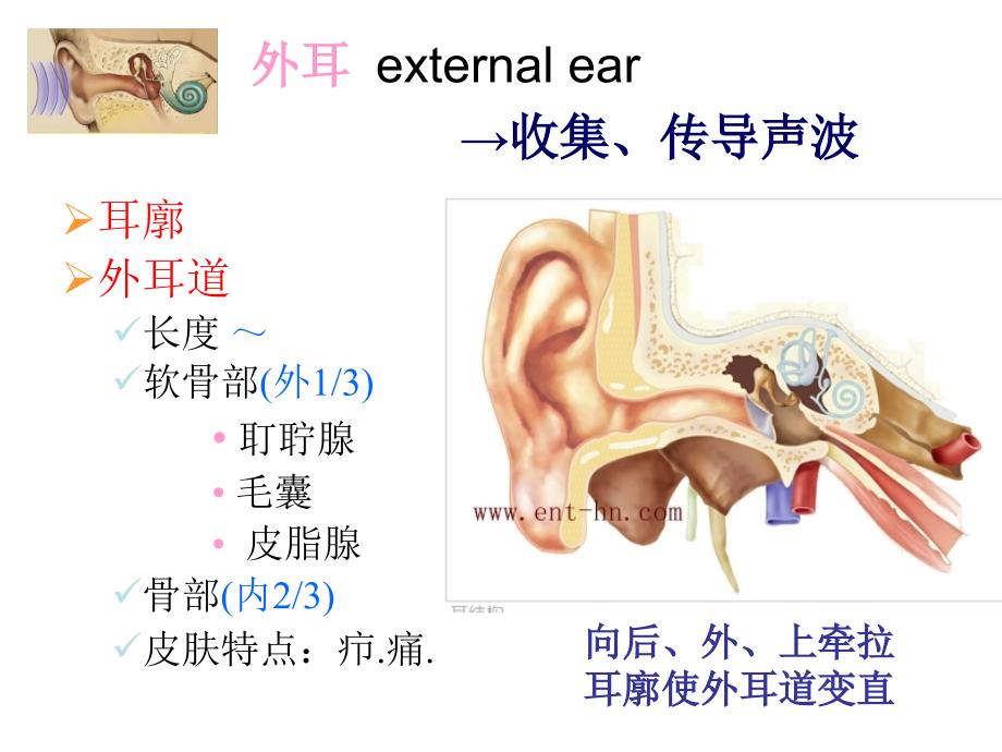 《耳部解剖及生理》PPT课件_第4页